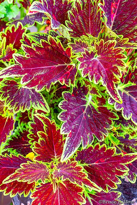 Pii Fl Coleus Bruce Fulton Flickr