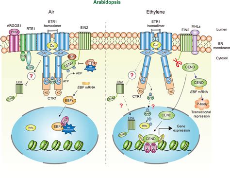 Ethylene signaling in rice and Arabidopsis: New regulators and ... 