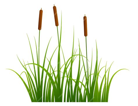 Premium Vector | Marsh reed Realistic pond vegetation Green grass