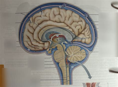 Fundamentals Of The Nervous System And Tissue Diagram Quizlet