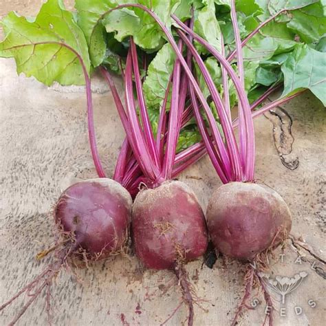 All Season Indian Bangladeshi Veg Beet Beetroot Chukandar 100 Seeds