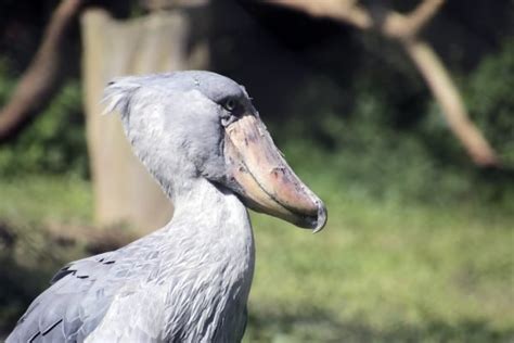 Mabamba Shoebill Watching In Uganda Uganda Safaris