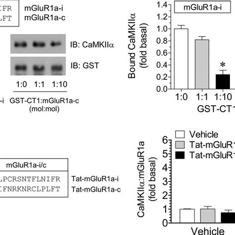 Effects Of Tat Peptides On Camkii Mglur A Interactions A Effects Of