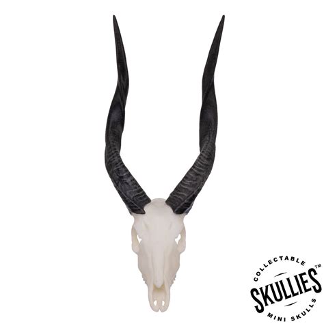 Skullies Miniature Bushbuck Skull For Sale — Skulls Unlimited