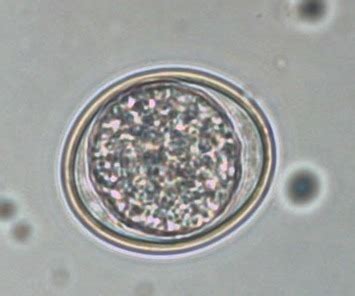 Coccidia Isospora