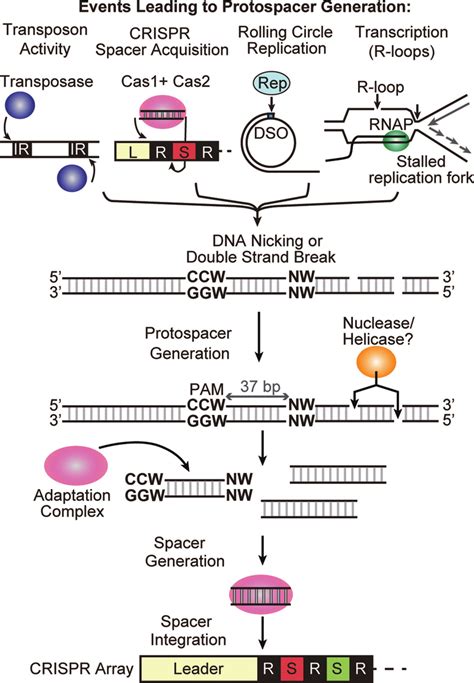 Model For Spacer Acquisition In P Furiosus Dna Nicking Is Generated