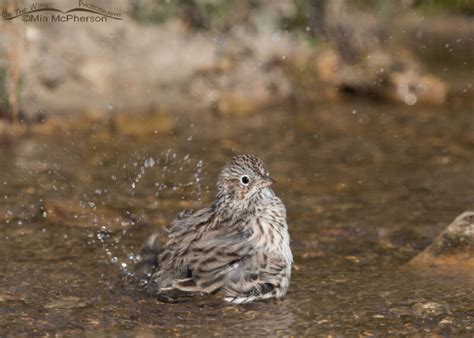 Vesper Sparrow Splashing In A Spring Mia Mcpherson S On The Wing