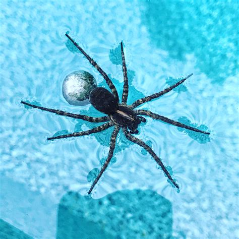 Spider Walking On Water Towing A Ball Of Silk R Mildlyinteresting