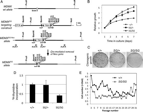 MDMX Acidic Domain Inhibits P53 DNA Binding In Vivo And Regulates