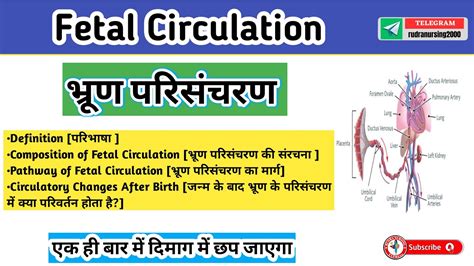 Fetal Circulation In Hindi Fetal Circulation After Birth Embryology