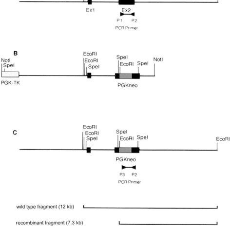 Targeted Disruption Of The Cx26 Gene And Transcriptional Analysis A