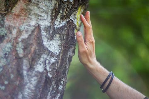 La Mano De Un Hombre Toca El Primer Plano Del Tronco Del Rbol Bark