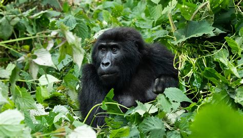 Gorilla Trekking Uganda Rwanda Tracking Tour Holiday Adventure