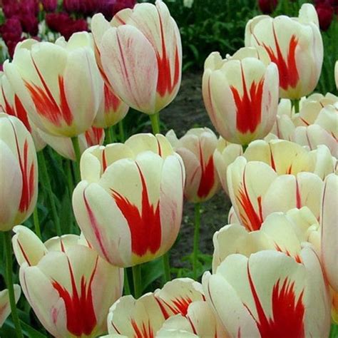 Beautiful Tulip Flowers Hd Images Home Alqu