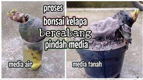 Proses Pindah Media Tanam Bonsai Kelapa Bercabang YouTube