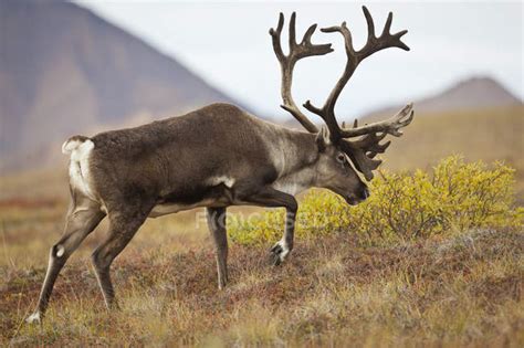 Beautiful bull elk with huge antlers at wild nature — colorful, grass ...