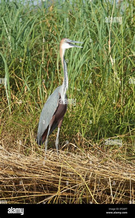 Goliath Heron, Lake Chamo, Ethiopia, Africa Stock Photo - Alamy