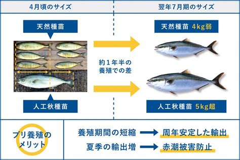 トレーサビリティと新しい試み 東町漁業協同組合 日本一の養殖ブリ『鰤王 ぶりおう 』