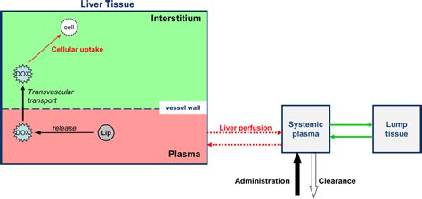 Drug Delivery Model Overview Intravascular Temperature Dependent