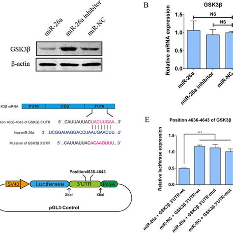 Gsk3β Is A Direct Target Of Mir 26a A Western Blot Analyses