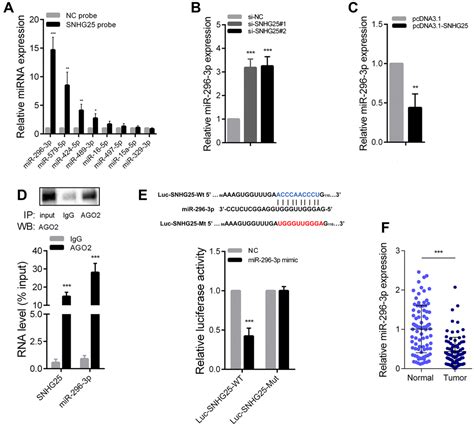 Snhg Promotes Colorectal Cancer Metastasis By Regulating Mmp