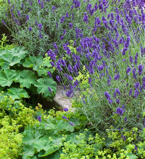 Buy Lavender Angustifolia Hidcote Lavender Plants Sarah Raven