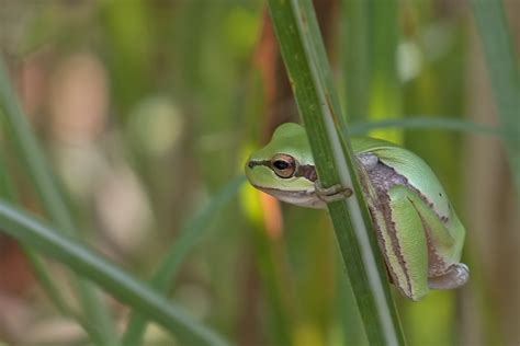 Lemon Yellow Tree Frog From Osmaniye Merkez Osmaniye T Rkiye On