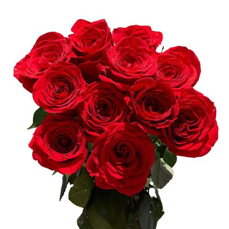 Globalrose 12 Stems Fresh Cut Red Roses 1 Dozen 1850500096459 The