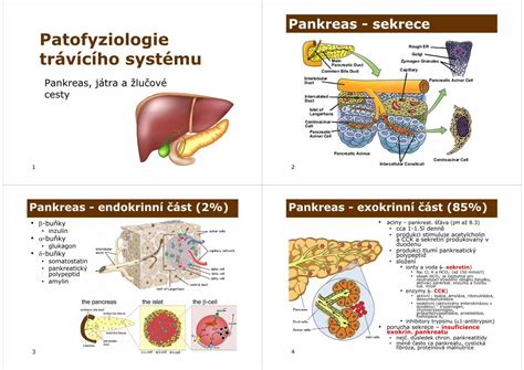 PDF Pankreas sekrece Patofyziologie trávícího systému filePankreas