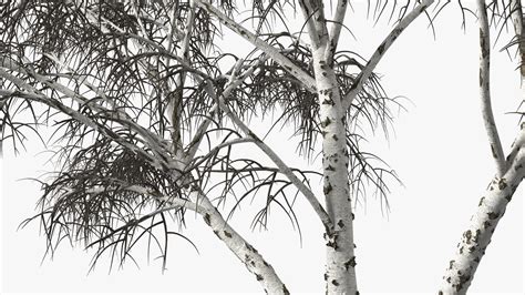 Silver Birch Naked Tree 3D Model 24 3ds Blend C4d Fbx Max Ma