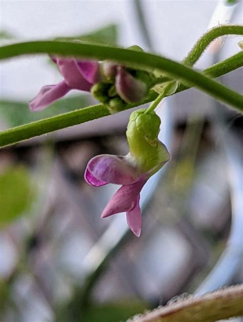 Phaseolus Lunatus L Frijol De Luna Flora Mundial Pl NtNet Identify