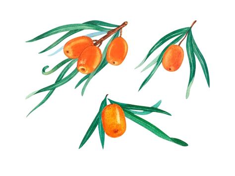 Premium Photo Hand Drawn Watercolor Set Of Seabuckthorn Forest