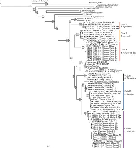 Underestimated Species Diversity Within The Rhacophorus Rhodopus And