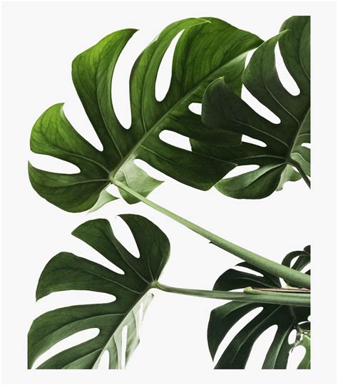 Monstera Leaf Png Transparent Png Transparent Png Image PNGitem