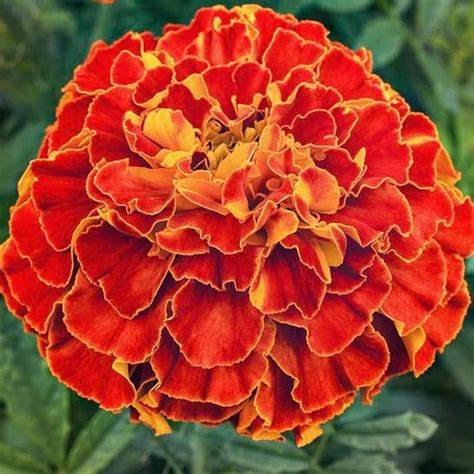 50 Red Cherry French Marigold Seeds Etsy