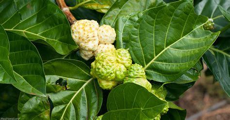 The Noni Tree & Its Significance In Hawaii - Maui Vacations