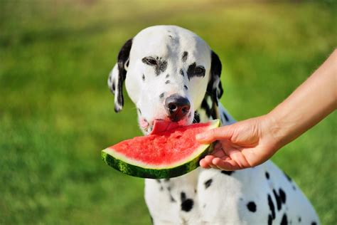 Can Dogs Eat Watermelon? Here's What the Experts Say