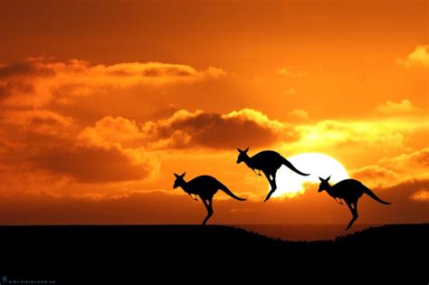 Khám Phá 10 điều Thú Vị Về Chuột Túi Kangaroo Vietravel