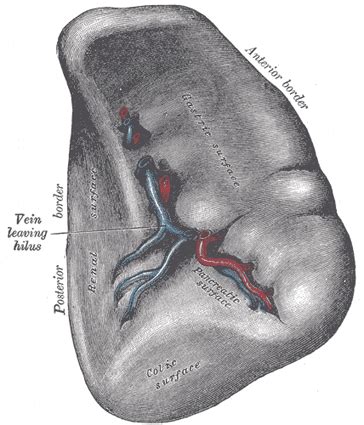 Spleen Diagram Anatomy