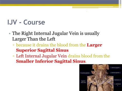 Internal jugular vein by dr.meher | PPT