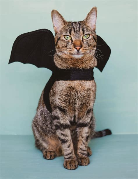 Purranormal Activity: The Best Cat Costumes of 2023 — Evolve Pet Food