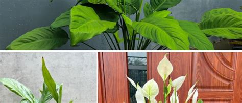 Como Fazer O Spathiphyllum Florescer Novamente T Cnicas Para