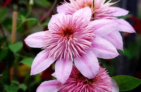 A Lovely Double Clematis Empress Produces Particularly Attractive