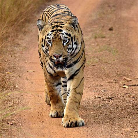 Tadoba Andhari Tiger Reserve — Indian Wildlife Safaris