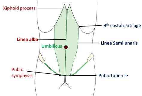 Anterior Abdominal Wall – Anatomy QA