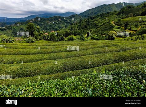 Tea Gardens Of Rize Stock Photo - Alamy