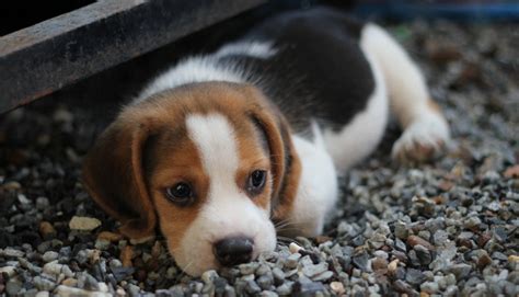 Beagle Chiot Tout Ce Que Vous Devez Savoir