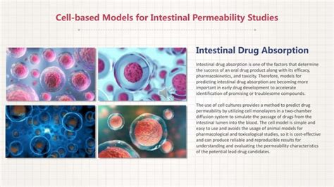 Caco Permeability Assay Ppt