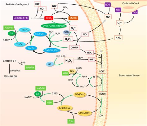 Oxidants And Antioxidants In The Redox Biochemistry Of Human Red Blood