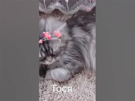 тося - YouTube